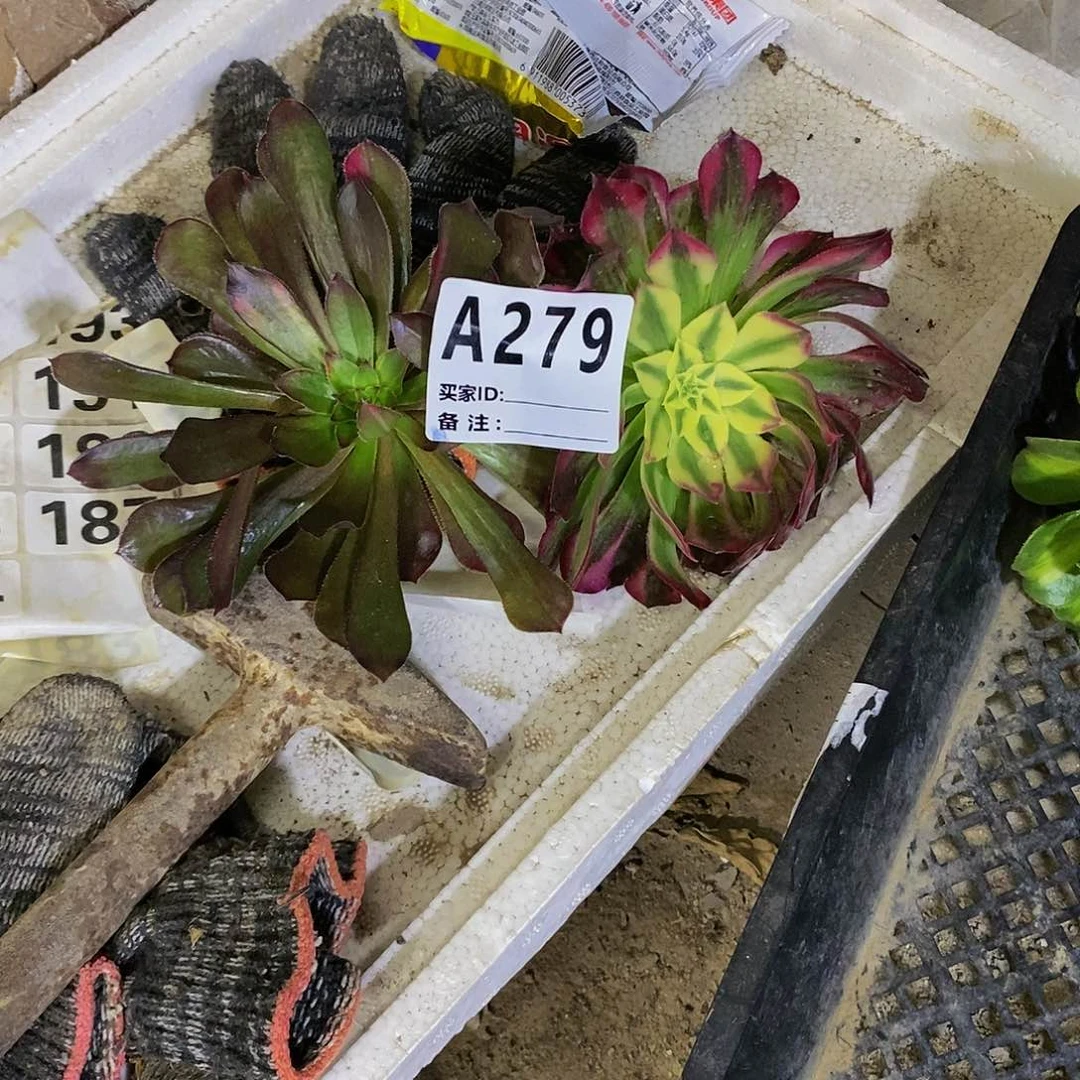 抖**户多肉植物法师锦砍头苗系列