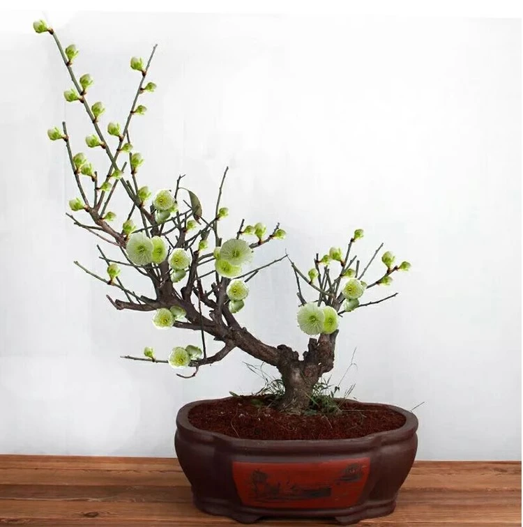 绿梅盆栽老桩盆景耐寒植物庭院阳台绿萼梅花地栽绿花原生梅花树苗