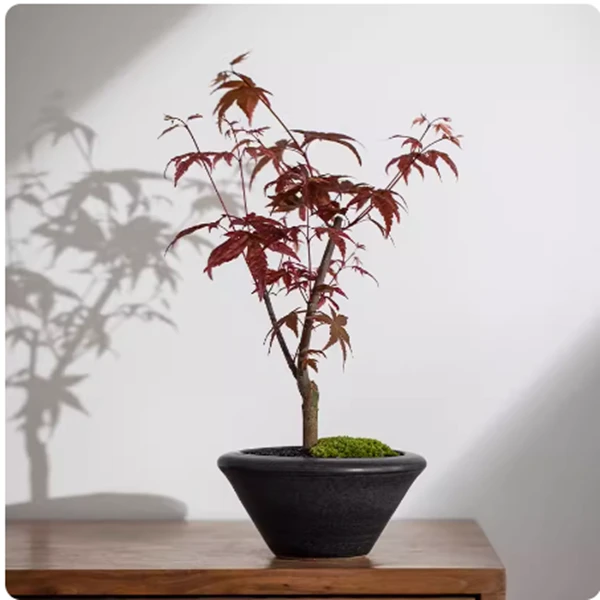 日本红枫树苗盆栽树桩盆景出猩猩红舞姬红枫中国红四季红好养活