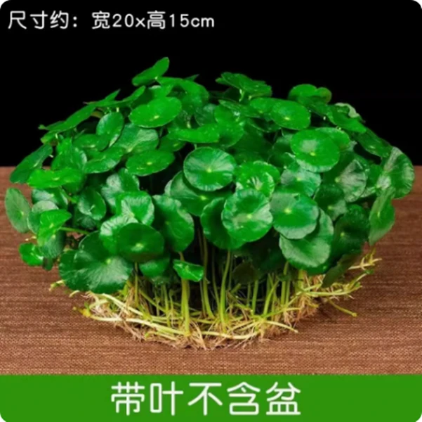 铜钱草水培促销土培盆栽室内花金钱草绿植花草好养易活
