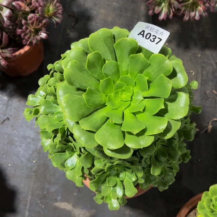 绿玫瑰一颗037777777