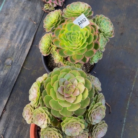 万圣节两颗892222222
