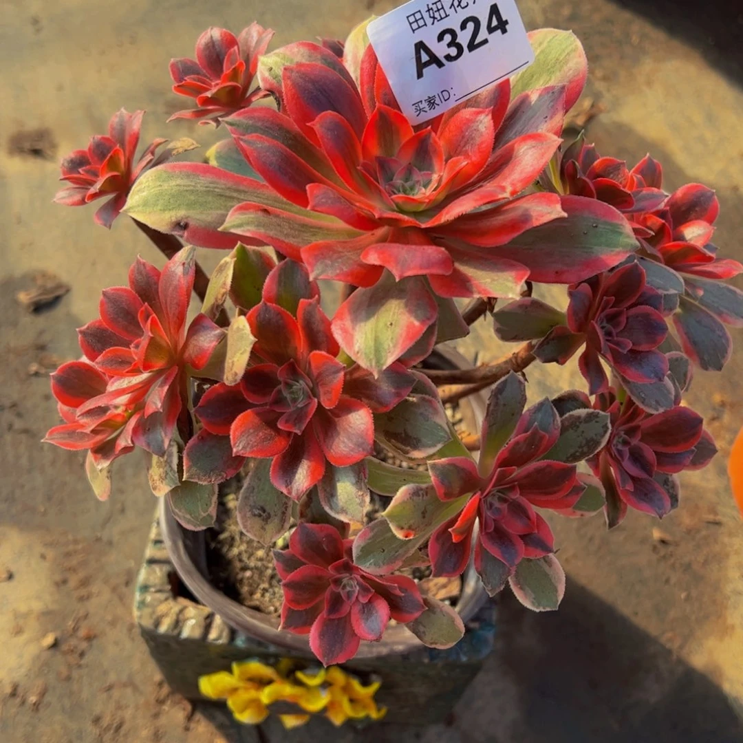 浣纱一颗32444444474