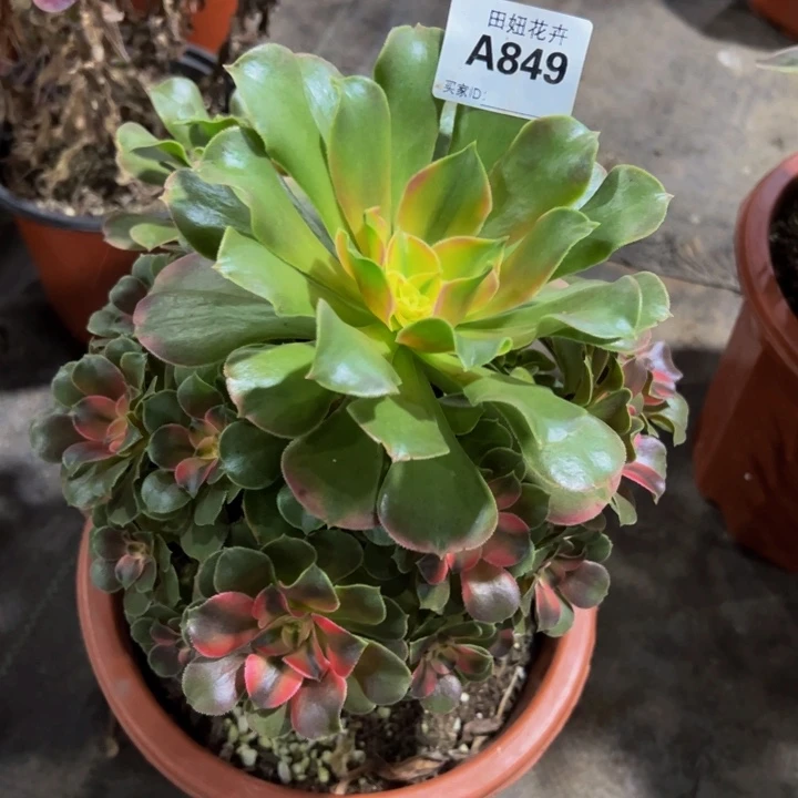 香妃一颗84999999999