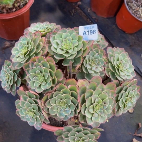 萍万花筒一颗198888888