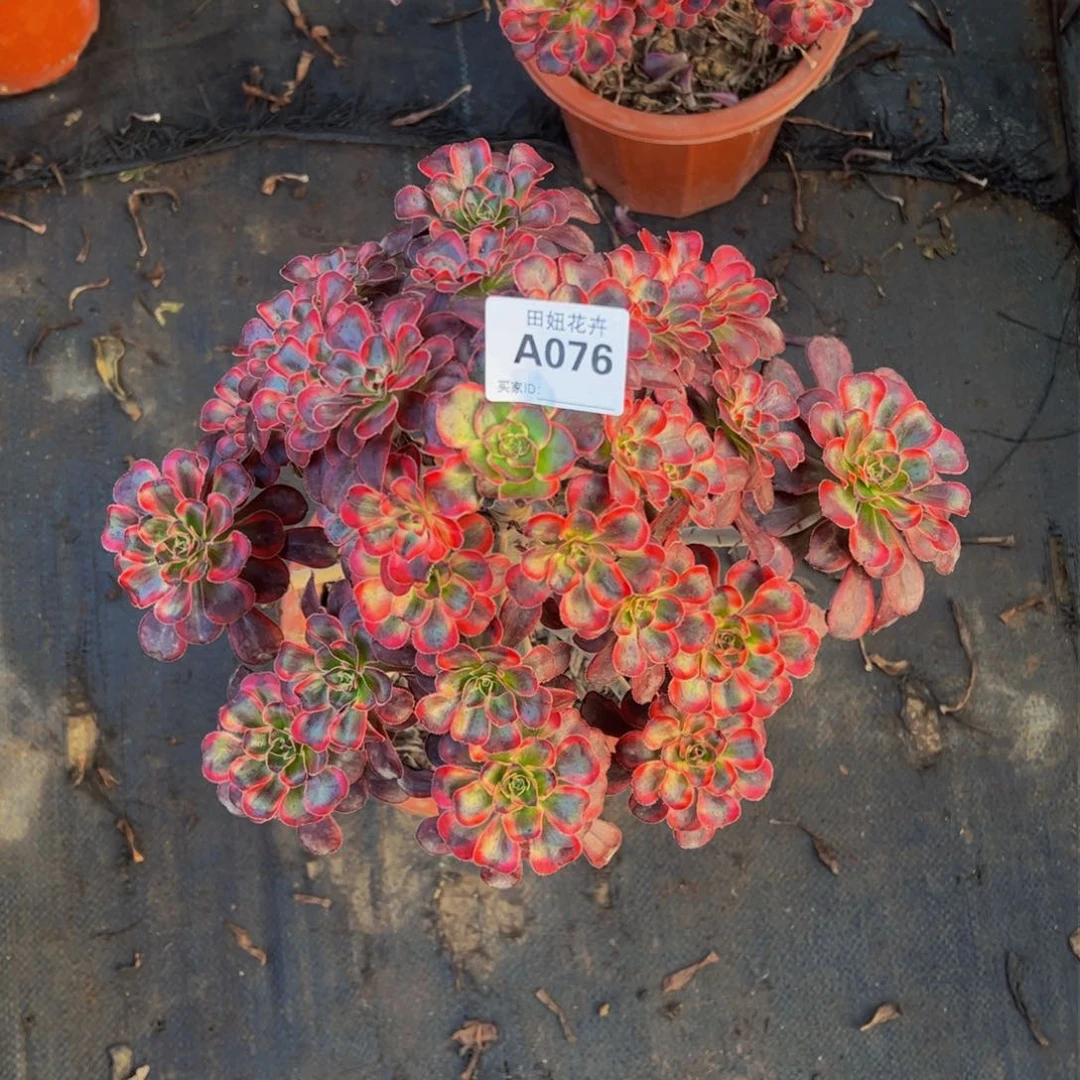 丽娜一颗076666666