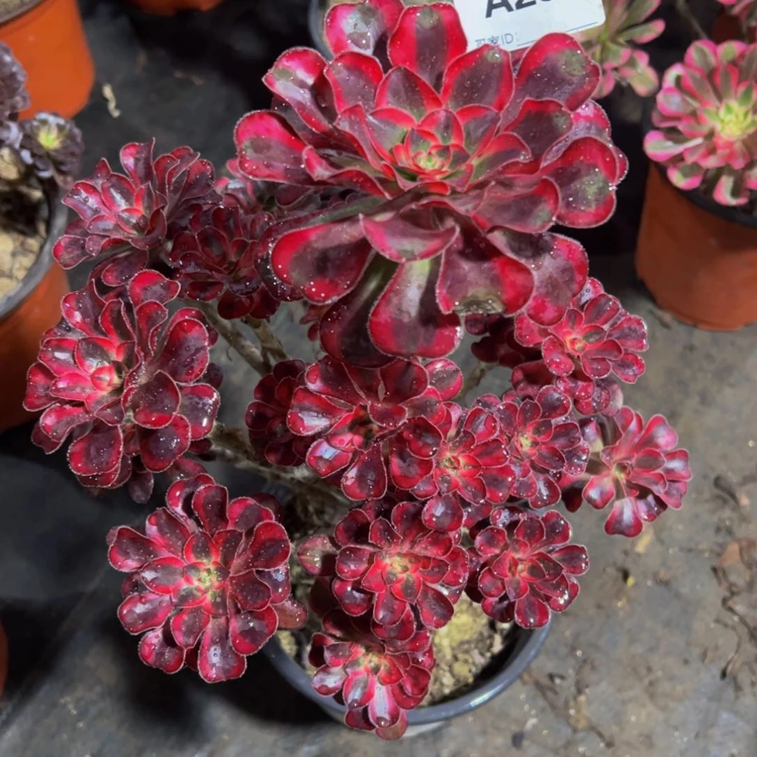 丽娜一颗2555555555