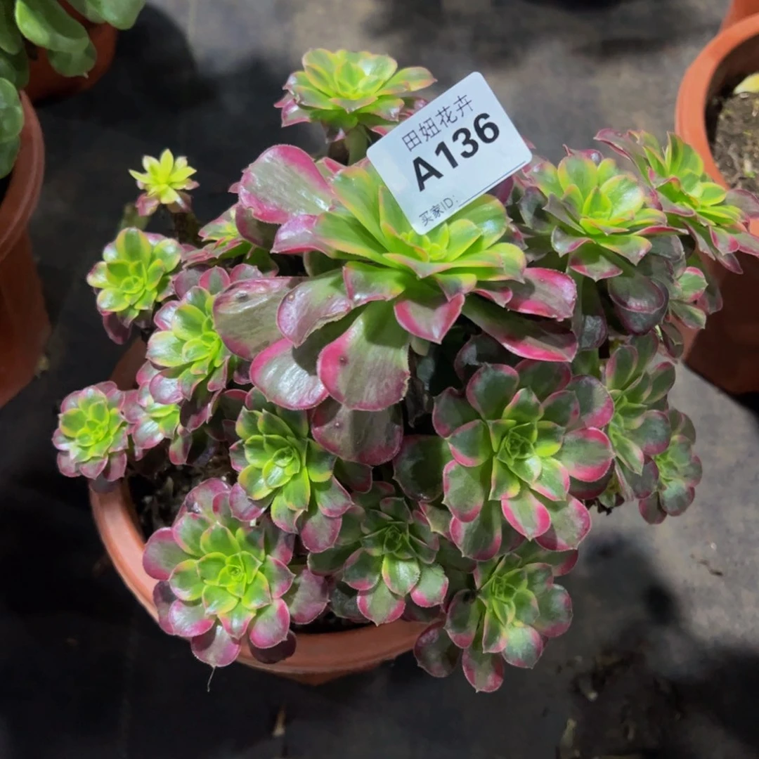 心*特价136666666666