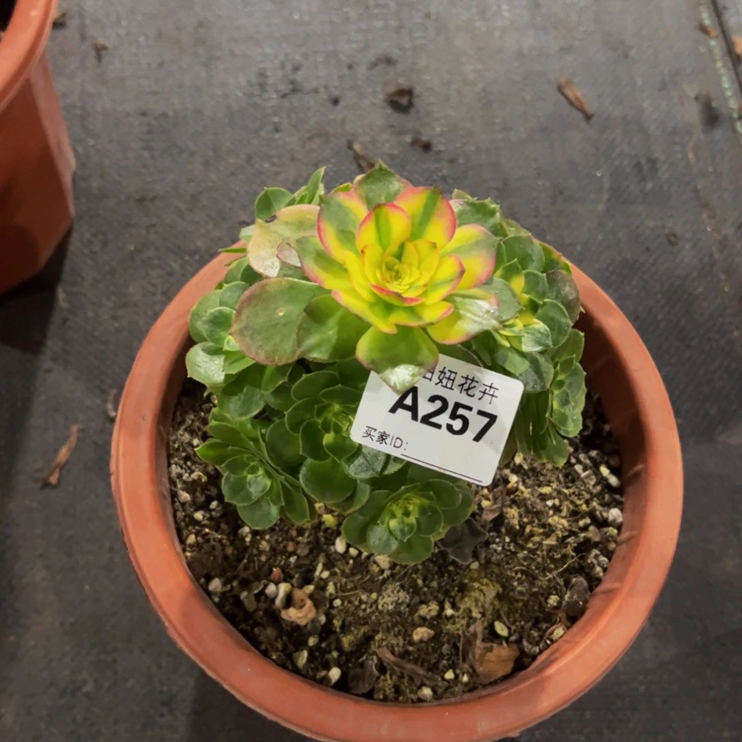 海王一颗257777777