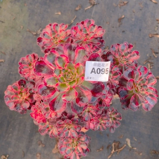 园叶超白一颗09555555