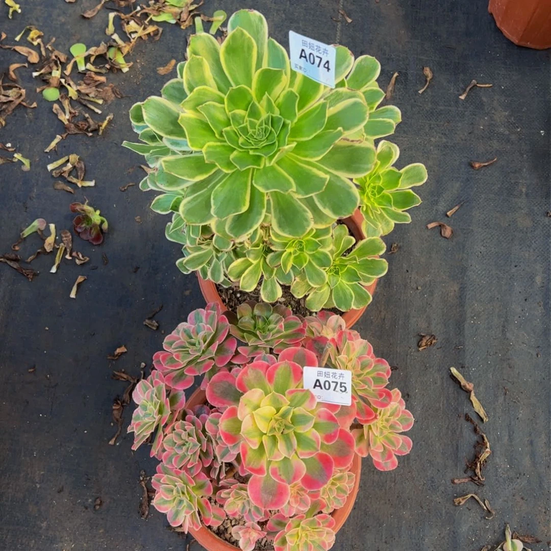 大叶绿玫瑰，粉女巫两颗074.07555