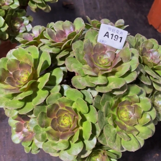 万圣节一颗1911111111