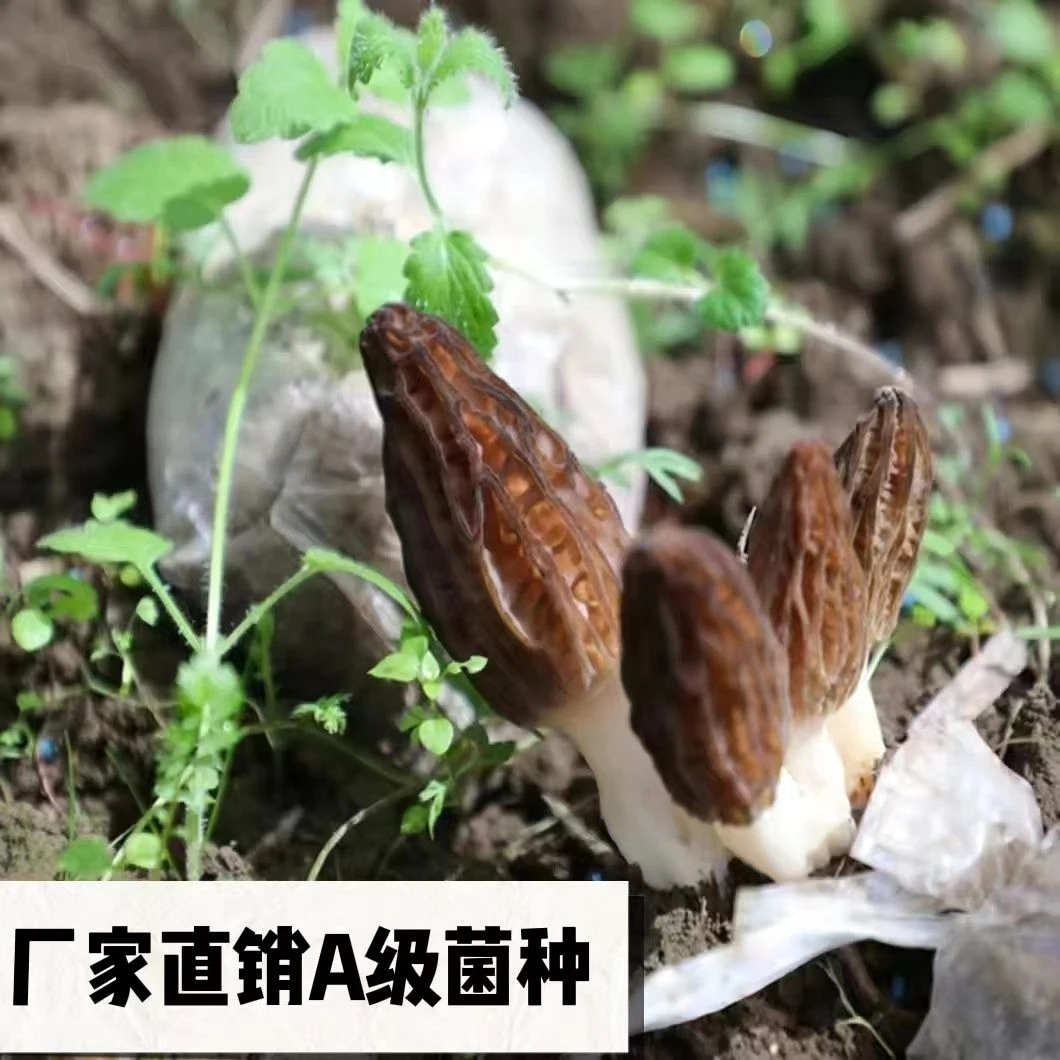 羊肚菌种植包食用自种菌苗袋香菇批发家种阳台全年栽培
