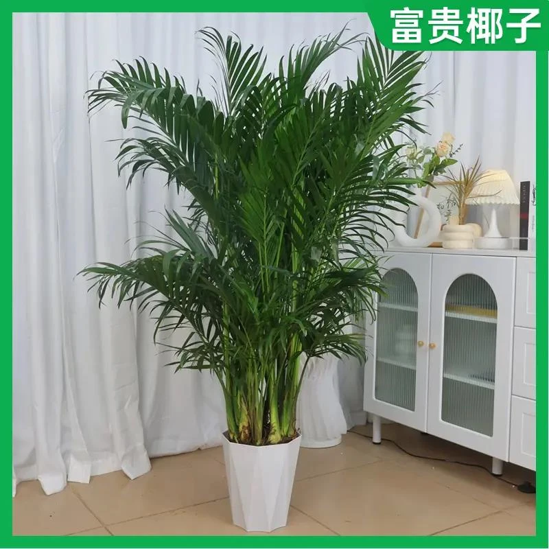 富贵椰子客厅高端盆栽散尾葵四季常青绿植室内种植植物