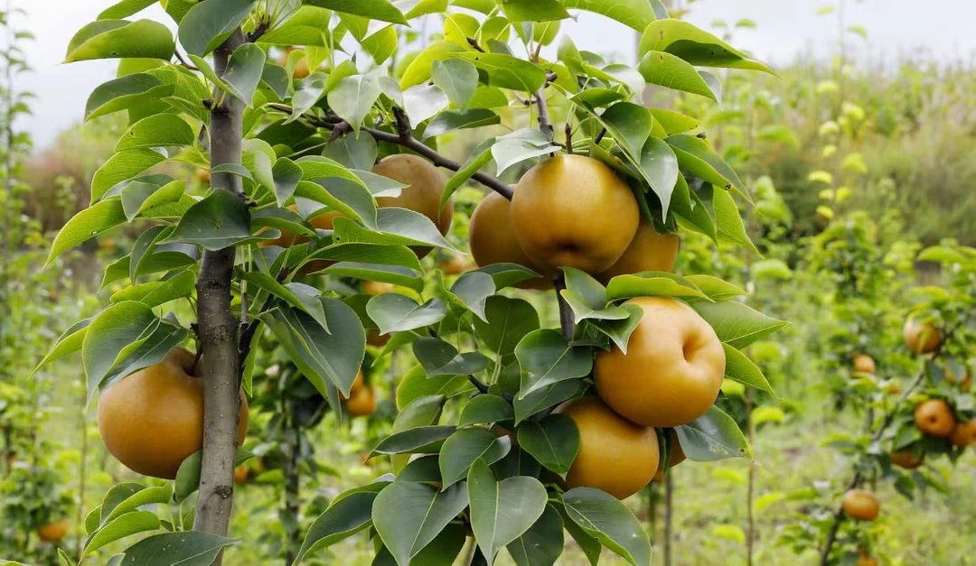 威岭高海拔生态黄梨