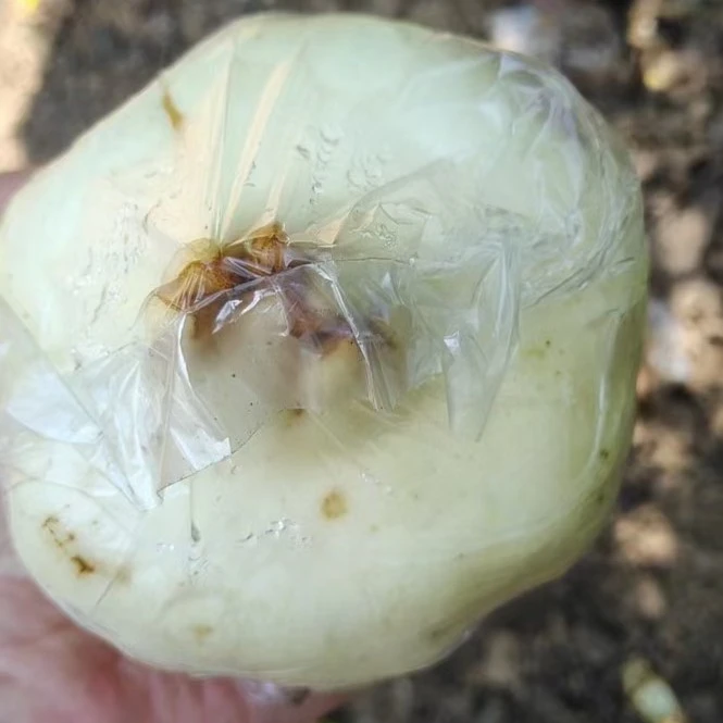 怀远石榴白花玉石籽三白、超大果10斤九宫格礼盒装新鲜水果