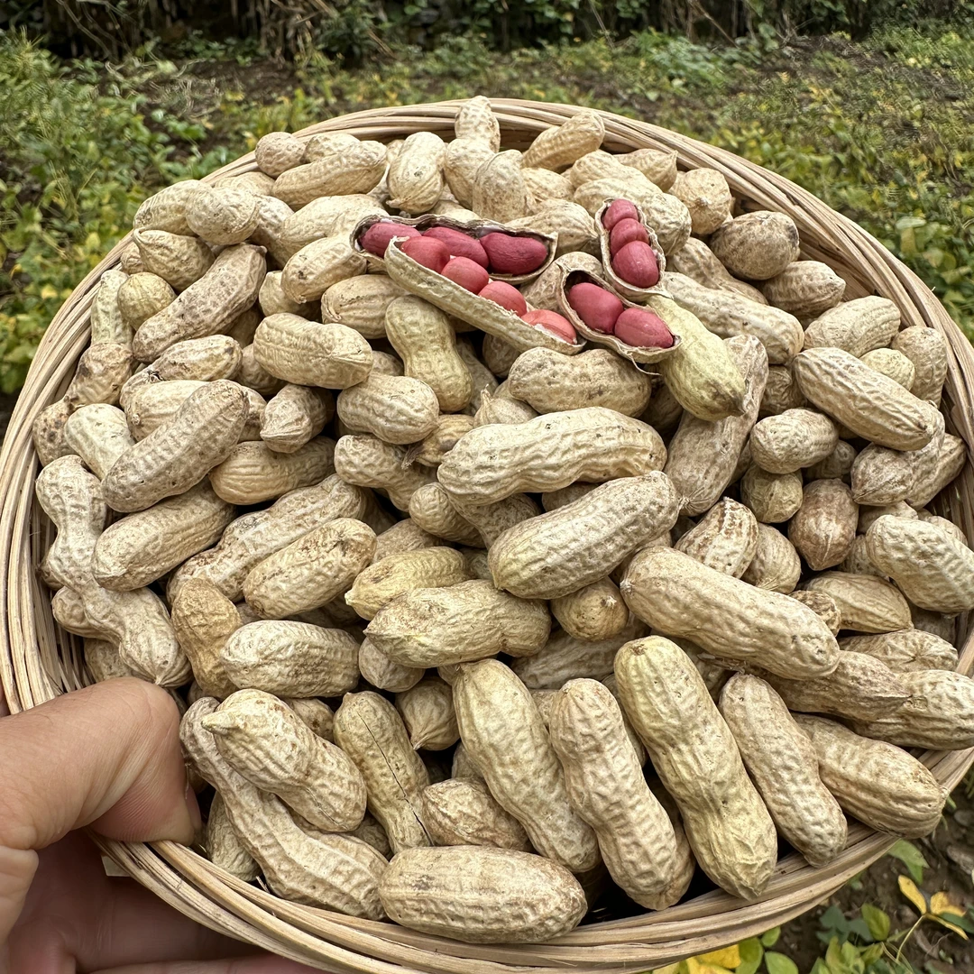 神农架老乡自产红皮熟花生带壳【阿凯甄选】