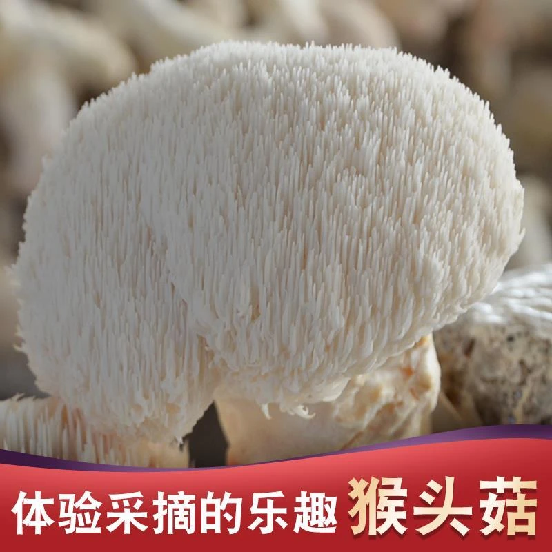 猴头菇菌棒盆栽食用菌菌包菌种阳台家庭种植菌包蘑菇种植袋装蘑菇