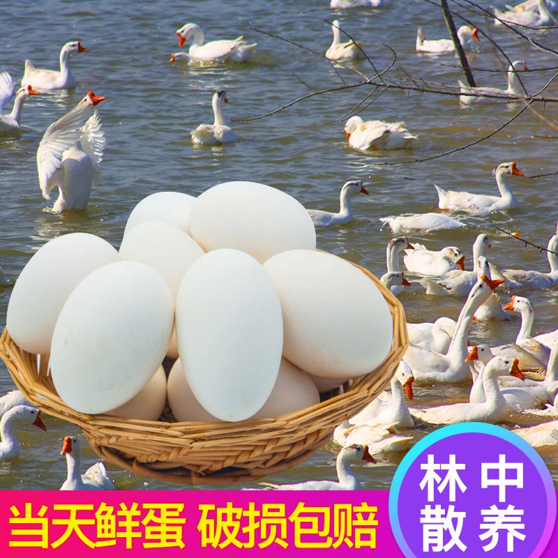 树林散养新鲜土鹅蛋孕妇农家土鹅蛋双簧大鹅蛋新鲜土鹅蛋新鲜2024