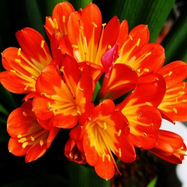 鑫源花卉自产自销