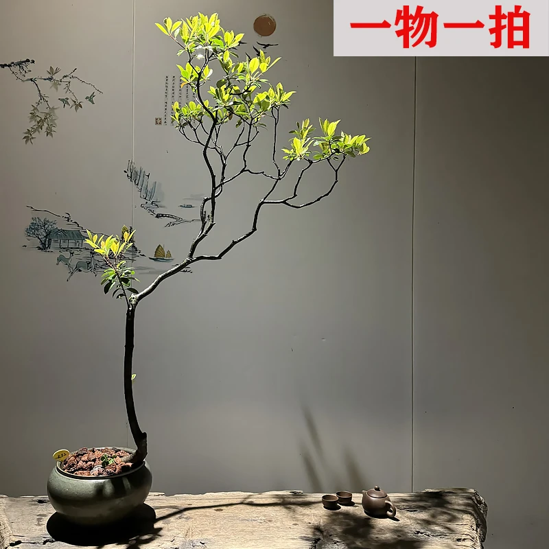 【一物一拍】海岛春花树盆景造型盆栽办公室真绿植阳台茶室春节开花