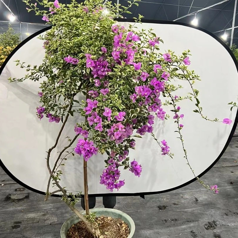 小铭三角梅，一物一拍，勤花爬藤三角梅