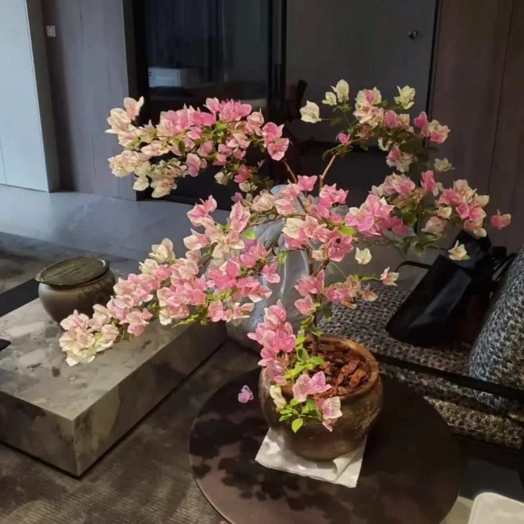 小铭三角梅，一物一拍（链接）