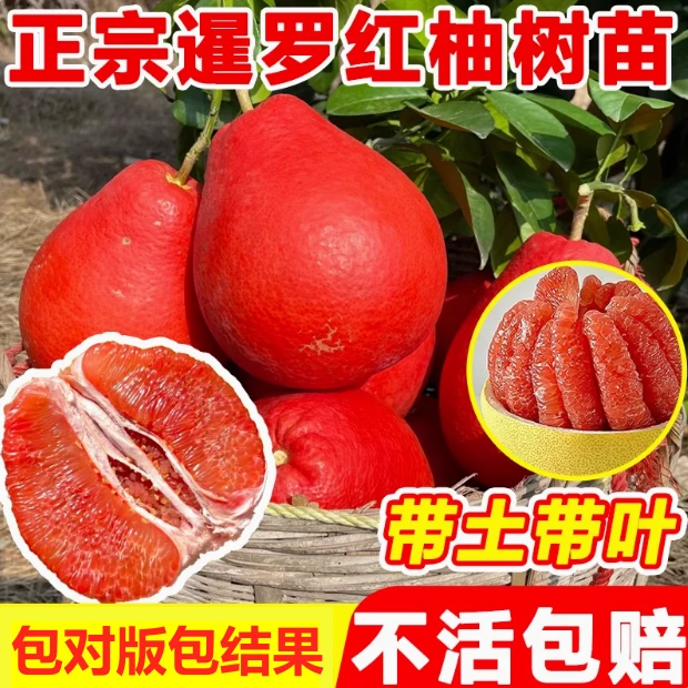 柚子树苗泰国红柚苗暹罗红柚果树苗南方庭院阳台栽种