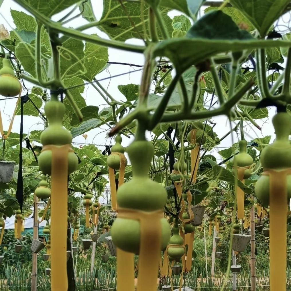 文玩葫芦皮筋架子调整葫芦皮筋坠葫芦皮筋夹子