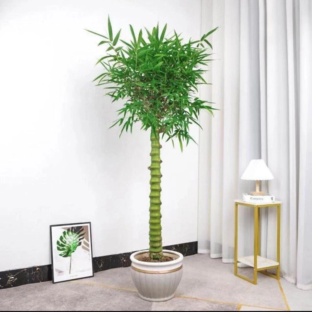 筱筱佛肚竹、花卉绿植、盆栽地栽、南方北方地区均可种植、不挑土壤