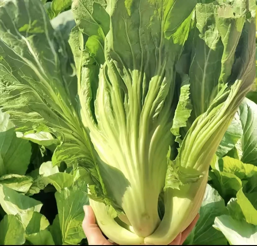 【拍2送1】大肉包心芥菜种籽甜芥菜籽腌制酸菜高产大芥菜种子抖音