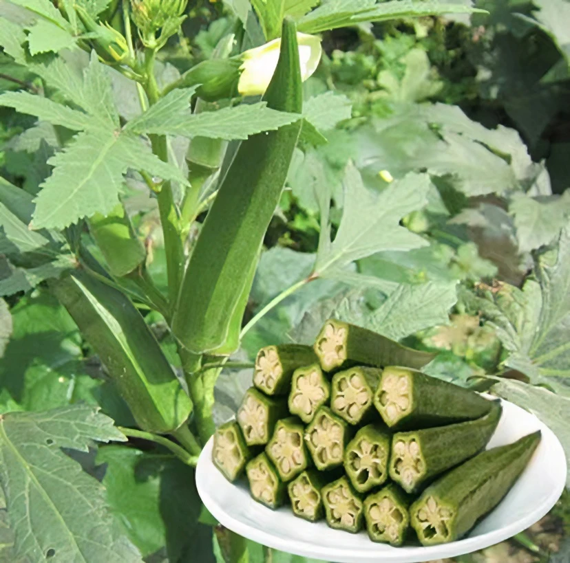 黄秋葵/红秋葵春秋种植营养价值高好种植产量高蔬菜种子（拍2送1）