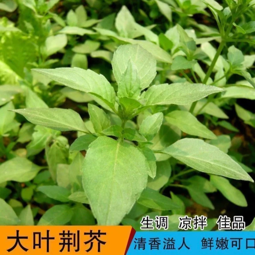 【拍2送1】大叶荆芥种子野菜速生荆芥春夏秋耐热蔬菜籽清香鲜嫩