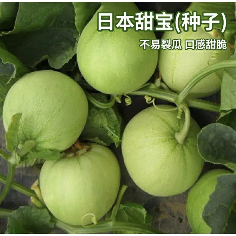 日本甜瓜包甜种子春夏秋季蔬菜种子超甜高产香瓜种子【拍2送1】