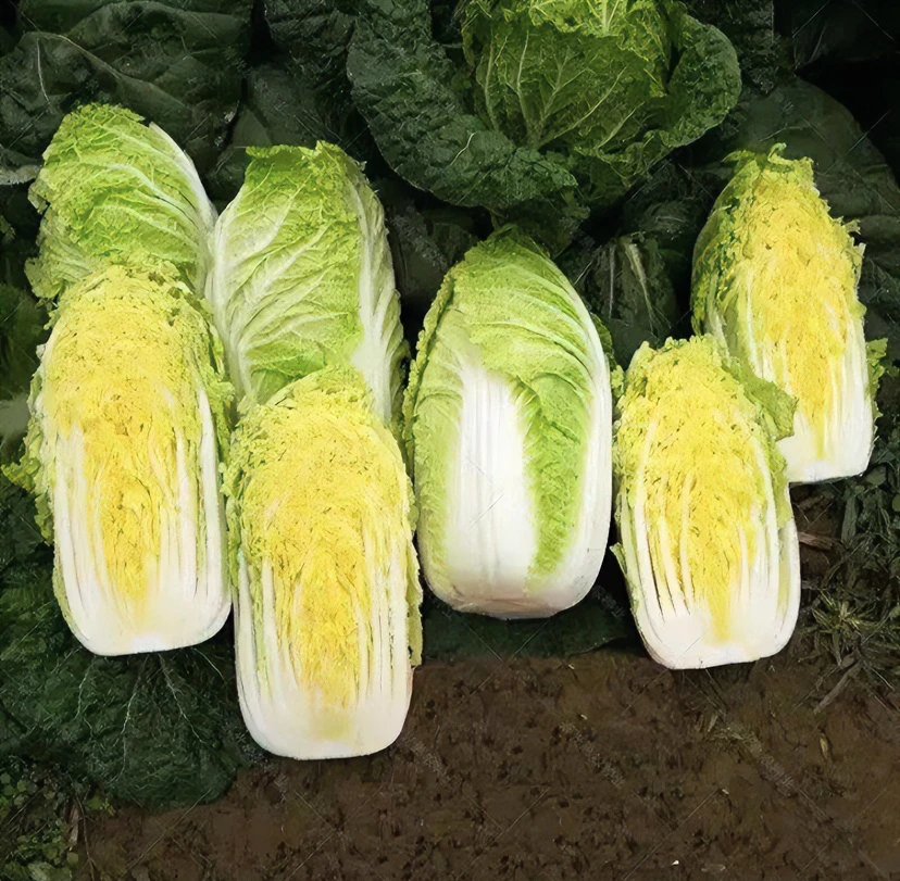 贝尔娃娃菜种子生长快优选耐寒耐热种籽四季播种（拍2送1）