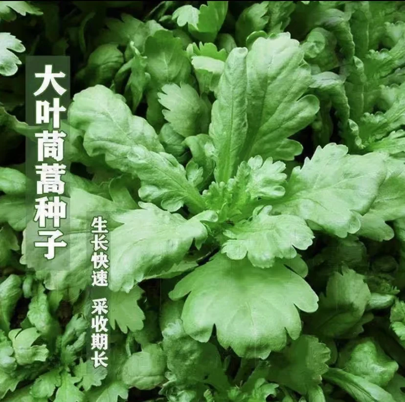大叶茼蒿小叶茼蒿种子四季种籽优选高产蔬菜种籽星河【拍2送1】