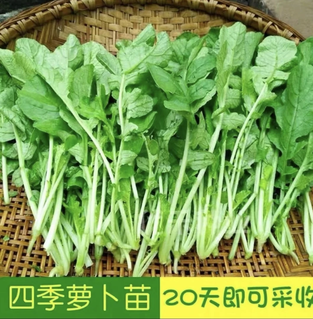 四季速生萝卜苗菜阳台盆栽室内水培优质蔬菜杠板归种子【拍2送1】