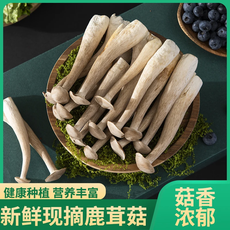 【新鲜】鹿高山茸菇非云南菌子脆菇蘑菇煲汤食材美食火锅搭子食材