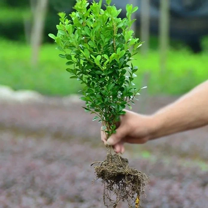瓜子黄杨苗，绿化