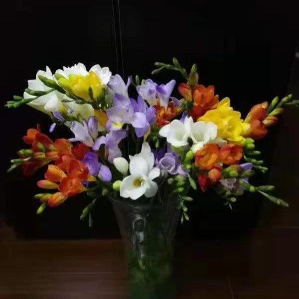 【香雪兰】东北辽宁鲜切花小草花香雪兰 小苍兰自带芳香 无售后