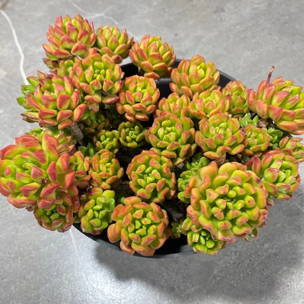 花蔓园艺 大红灯笼  带盆