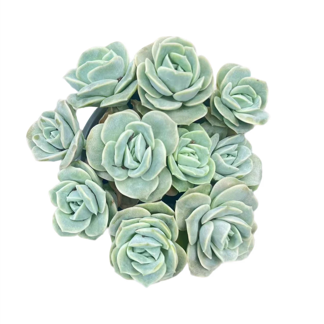 花蔓园艺 多头可爱玫瑰 带盆带土(任意两单包邮）