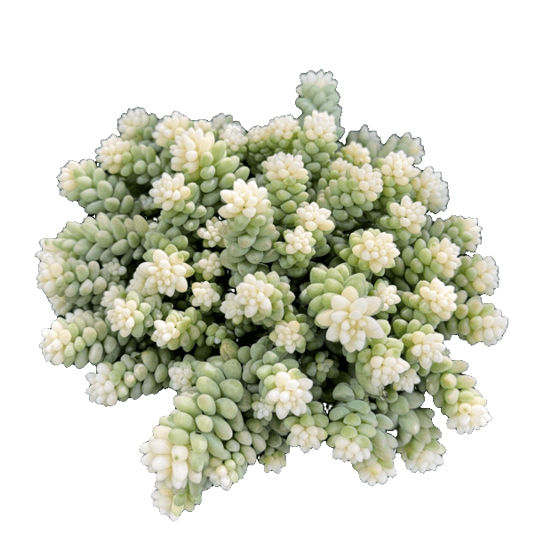 花蔓园艺 雪花玉坠 带盆 散群