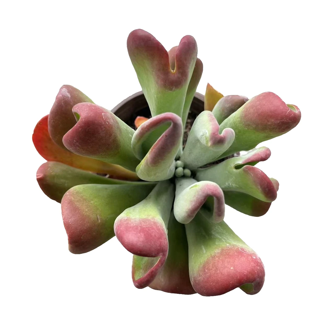 花蔓园艺 火狐狸 带盆