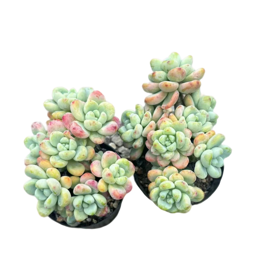 花蔓园艺  小劳尔两盆带盆土