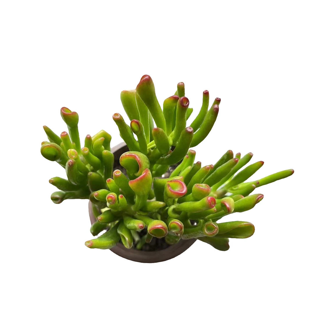 花蔓园艺 整桩吸财树 带盆