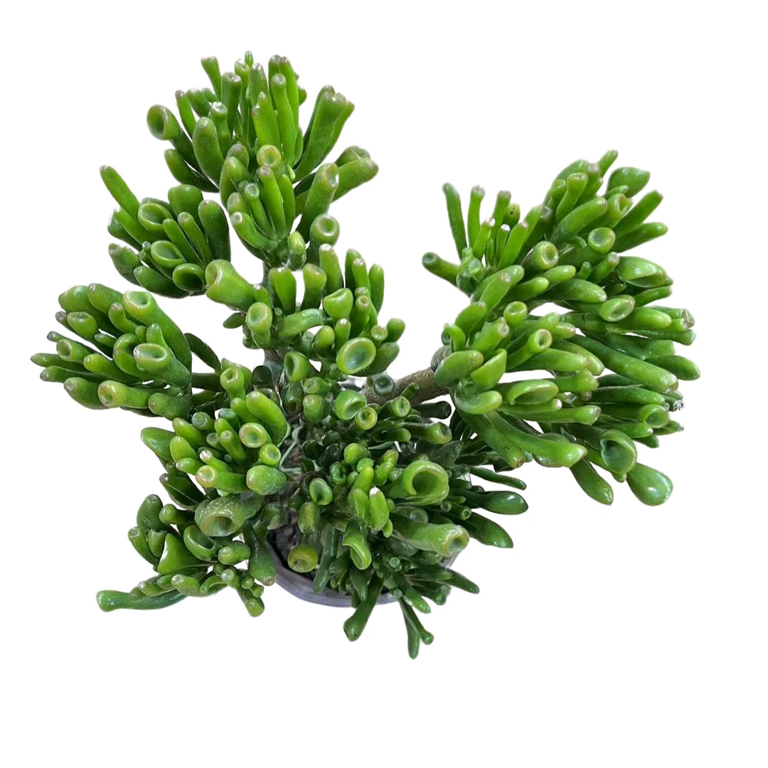 花蔓园艺 整桩吸财树老桩 脱土