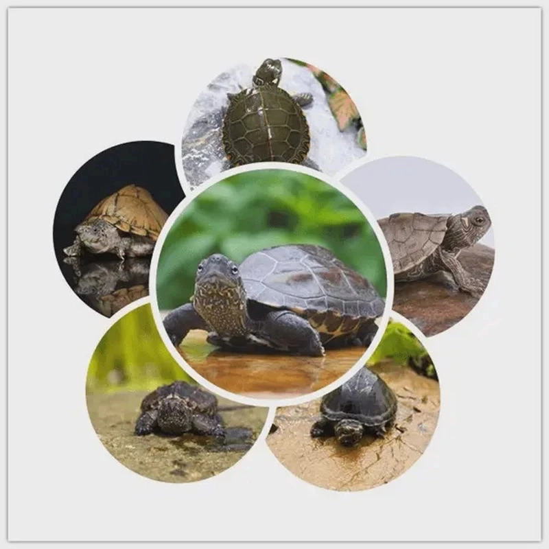 爬爬龟 爬爬龟观赏龟补邮