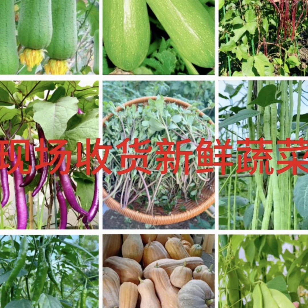 【现场收货链接】农家蔬菜水果特产
