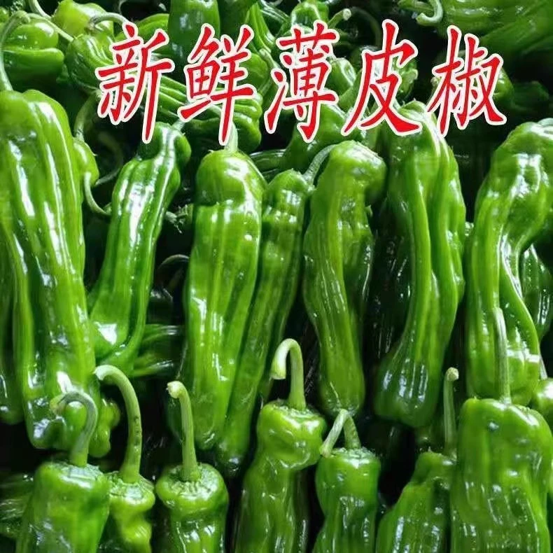 【京东包邮】现摘新鲜青辣椒农家自种青椒剥皮椒微辣特色椒虎皮椒